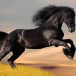 Бегущий черный конь