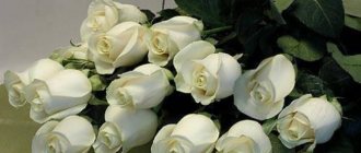 Фото белых роз