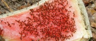 К чему снится много муравьев – значение сна, толкование по сонникам