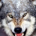 Клык волка: значение амулета для мужчин, женщин, детей – 4