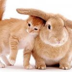 Кролик и Кролик