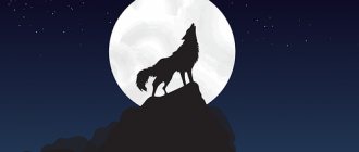 Волк, Стоять, Прогулка, Луна, Ночь